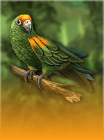 King of the Jungle RHFP-bg