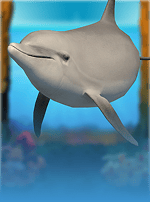 Wild Dolphin com-bg