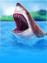 6 Wild Sharks-bg