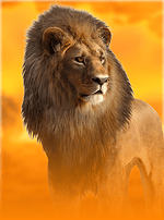 Hot Safari-bg