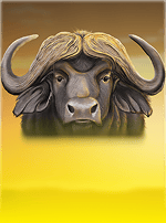 Safari-bg