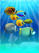 Coral island-bg