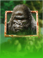 Gorilla Kingdom