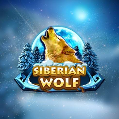 Siberian Wolf