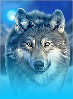 Siberian Wolf